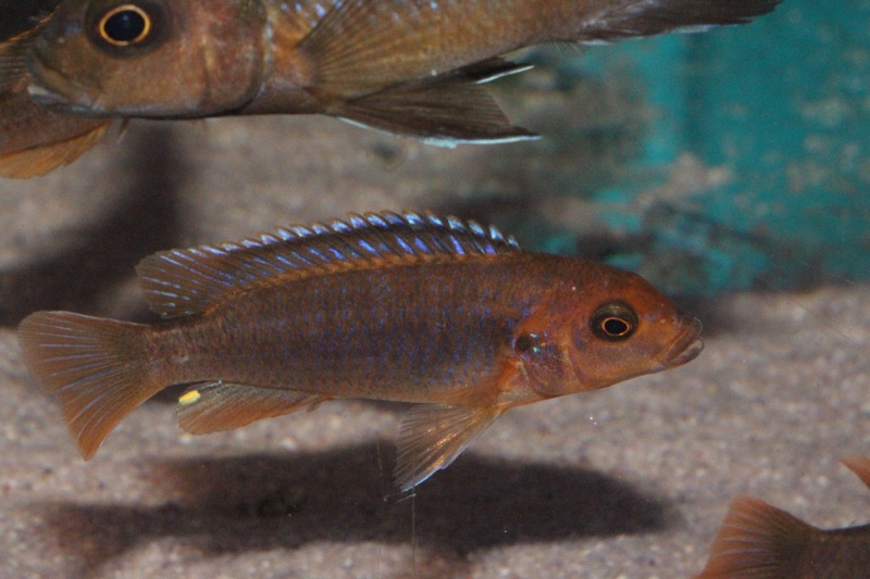 Iodotropheus sprengerae 'Makokola Reef'